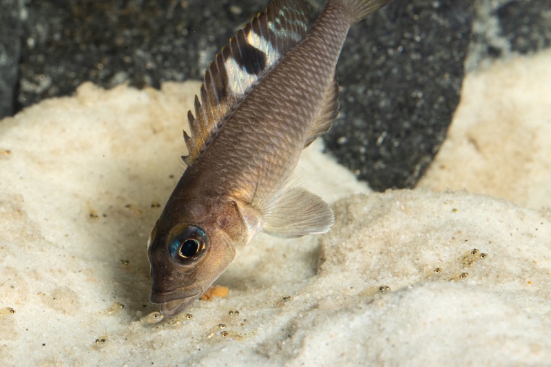 Lamprologus kungweensis 'Burton Bay'